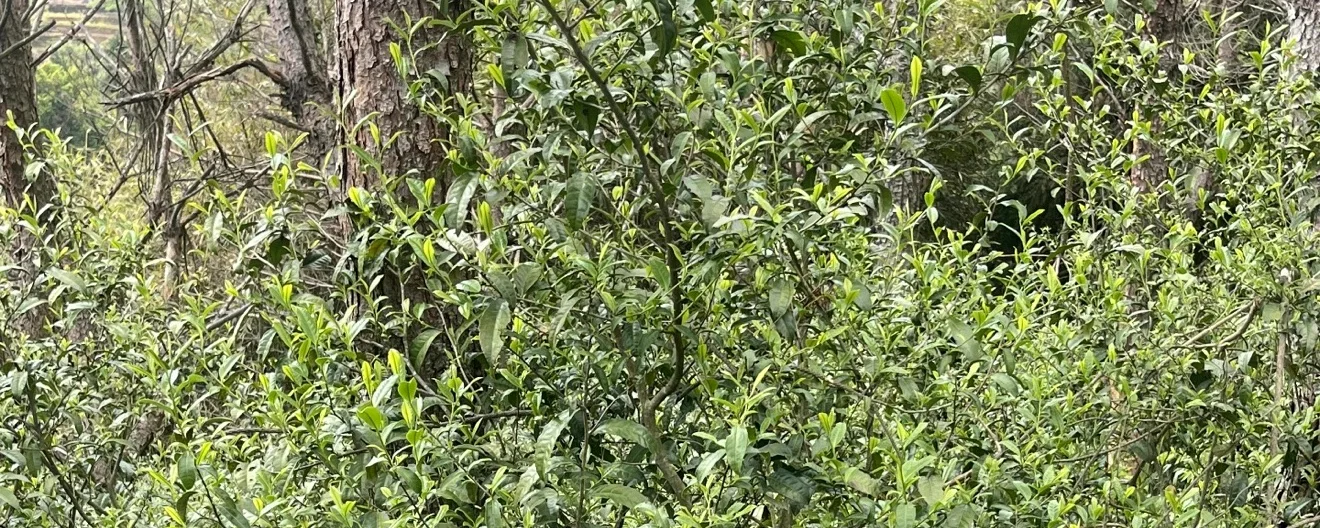 Tea bushes growing scattered under pine trees in the Panxi high country, Fuding